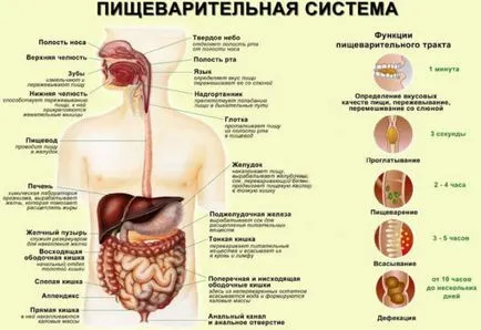 Pancreas cum Doare, principalele simptome de natură secundară, terapia