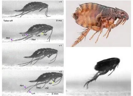 puricilor subsol