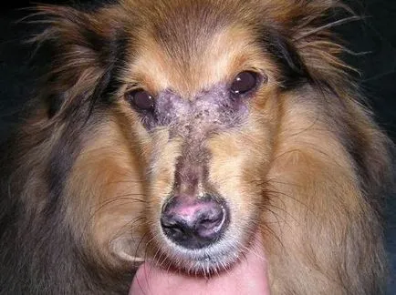 Polimiozitisz és dermatomiozitisz kutyáknál