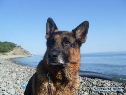 O excursie cu un câine pe mare, sălbaticii (Krasnodar)