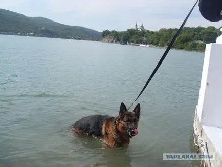 O excursie cu un câine pe mare, sălbaticii (Krasnodar)