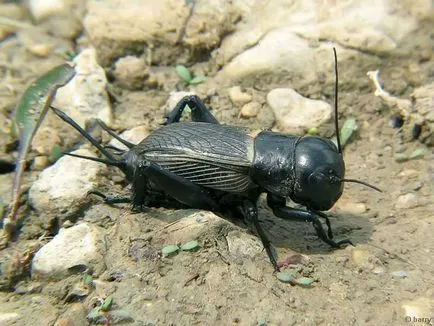 Невярно крикет снимки на насекоми и описание - фауна