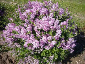 Ültetés lila a tavaszi és az illetékes ápolási növekedésükhöz bokrok video