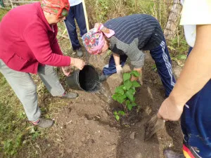 Ültetés lila a tavaszi és az illetékes ápolási növekedésükhöz bokrok video