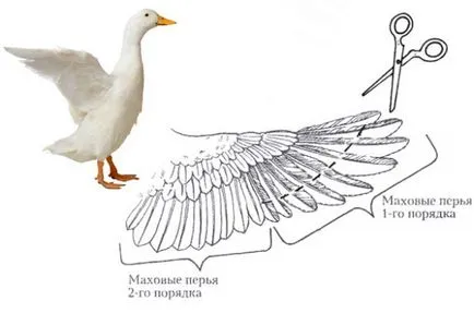 Стъпка по стъпка инструкции и практически съвети за това как да изрязвате крилата на патици