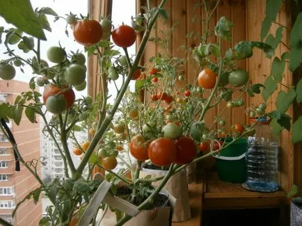 Tomate în creștere pe balcon pași mod vertical, Fel