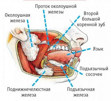 Прекаленото отделяне на слюнка предизвиква в жените, мъжете