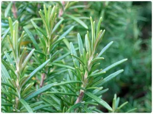 Rosemary fűszerpaprika, a főzéshez, főzök