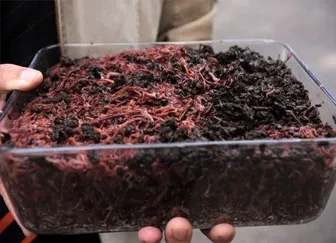 Producția de vermicompost, investitii de 250.000 de ruble