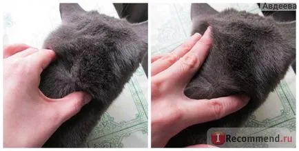 Înseamnă Picături de purici avantaj antiparazitar - „The withdraw mai repede pisica de purice