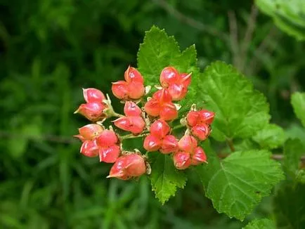 Physocarpus fajok és fajták, a szabályok a termesztés, gondozás, tenyésztés