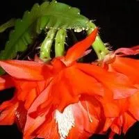 Fillokaktus Epiphyllum грижи и отглеждане, цветист-блог