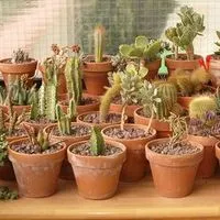 Fillokaktus Epiphyllum грижи и отглеждане, цветист-блог