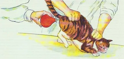 Torokgyulladás Macskák - Tünetek, okok és a kezelés a betegség, négy lába