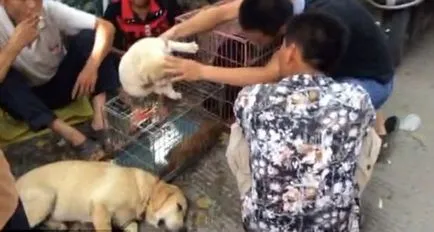 Fesztivál étkezési kutyák Yulin (nem ajánlott megtekintésre befolyásolható)