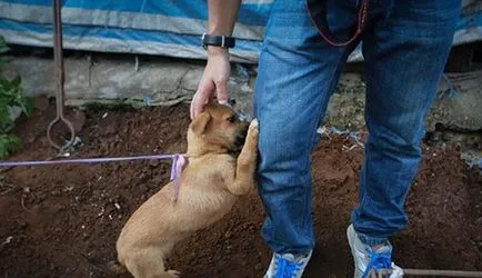 Fesztivál étkezési kutyák Yulin (nem ajánlott megtekintésre befolyásolható)