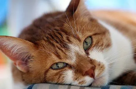 Faringita - inflamație a laringelui la pisici