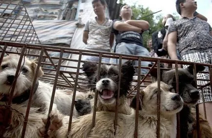 Фестивал на яденето на кучета в Юлин (не се препоръчва гледане впечатлителен)