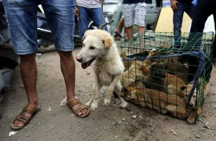 Festivalul de a mânca câini din Yulin (nu este recomandat vizualizarea impresionabil)