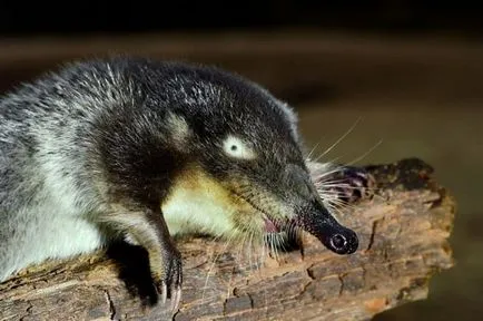 Flora, fauna și cele mai bune atracții ale Oka Reserve