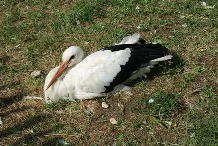 Flora, fauna și cele mai bune atracții ale Oka Reserve