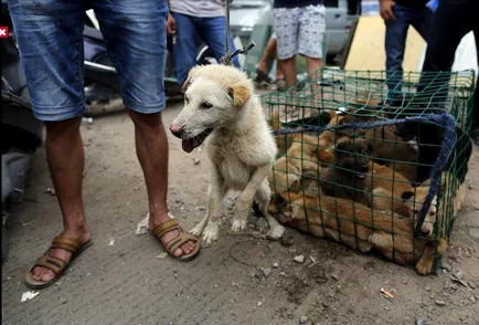 Fesztivál étkezési kutyák Yulin (nem ajánlott megtekintésre befolyásolható)