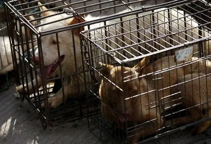 Fesztivál étkezési kutyák Yulin (nem ajánlott megtekintésre befolyásolható)