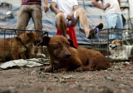 Festivalul de a mânca câini din Yulin (nu este recomandat vizualizarea impresionabil)