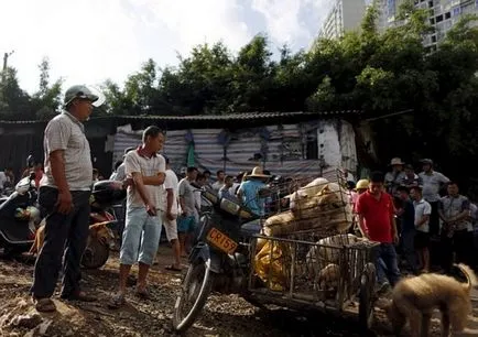 Fesztivál étkezési kutyák Yulin (nem ajánlott megtekintésre befolyásolható)