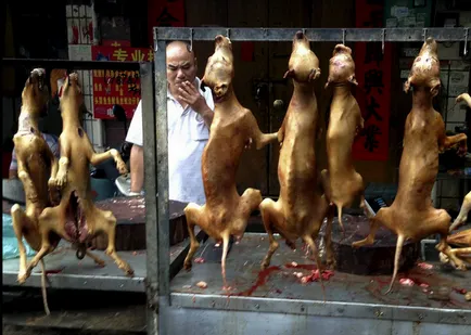 Festivalul de a mânca câini din Yulin (nu este recomandat vizualizarea impresionabil)