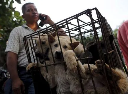 Fesztivál étkezési kutyák Yulin (nem ajánlott megtekintésre befolyásolható)