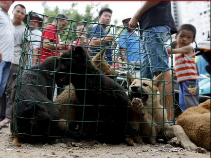 Festivalul de a mânca câini din Yulin (nu este recomandat vizualizarea impresionabil)