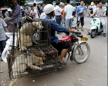 Festivalul de a mânca câini din Yulin (nu este recomandat vizualizarea impresionabil)