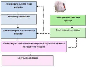 Tenyésztési pulyka, mint egy üzleti - nyereséges-e vagy sem