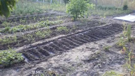 plantare ridiche neagră, cultivarea și întreținerea