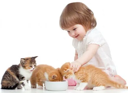 A gyermeknek az állatokat, egy macska, egy kutya - mi a teendő