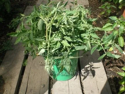 Размножава домати, нарязани доведени деца, моята градина и овощна градина