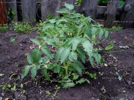 Размножава домати, нарязани доведени деца, моята градина и овощна градина