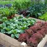 Rogers - plantare și îngrijire, fotografie, o grădină de plante