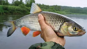 Fish domolykó legnagyobb, leírás, életmód és módja halászati