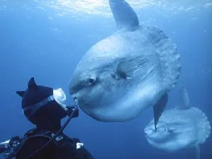 Sunfish - uimitoare creatura mare de Guinness Book, calea lunar