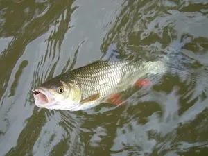 Fish domolykó legnagyobb, leírás, életmód és módja halászati