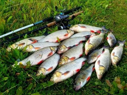 Fish domolykó legnagyobb, leírás, életmód és módja halászati