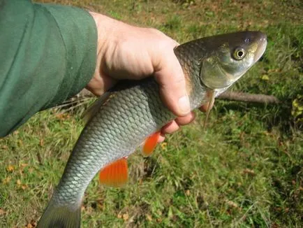 Fish domolykó legnagyobb, leírás, életmód és módja halászati