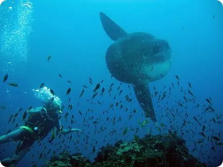 Sunfish sau Mola-Mola (limba latină: