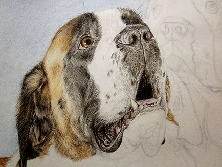 Desenați un Saint Bernard în etape