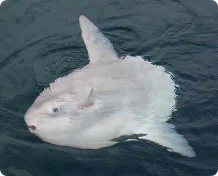 Sunfish sau Mola-Mola (limba latină: