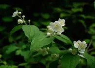 Garden chubushnik (képzeletbeli jázmin) termesztése, ellátás, látványos fajták