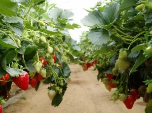 Strawberry în grădină și tehnologia de cultivare