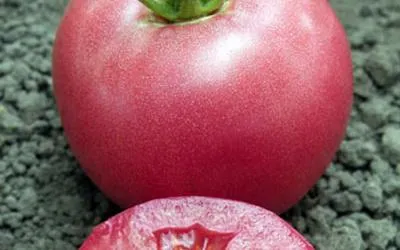Розови сортове домати и грижи реколта през лятото